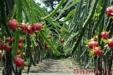 Wisata Edukasi dan Rekreasi di Sabila Farm Sleman