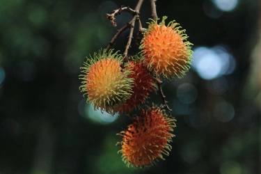 Bolehkah Ibu Hamil Makan Rambutan? Ini Penjelasannya