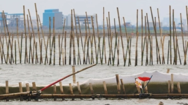 Jadi Pagar Laut, Ini Rahasia Kehebatan Tanaman Bambu