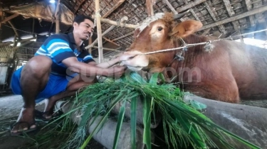 Bolehkah Konsumsi Daging Sapi dan Kerbau yang Terpapar Virus PMK? Ini Penjelasannya