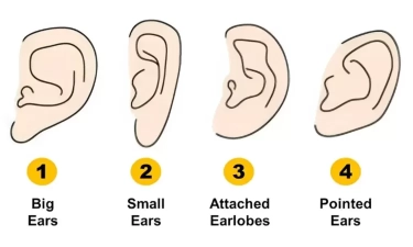 Tes Kepribadian Berdasarkan Bentuk Telinga Ungkap Kepribadian Tersembunyi Anda, Simak Penjelasannya