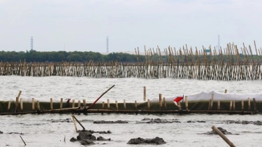 Tak Cuma di Tangerang dan Bekasi, Ratusan Pagar Laut Bertebaran di Batam hingga Surabaya