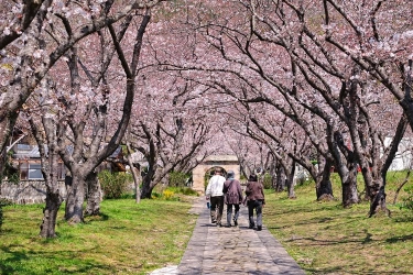 Kapan Low Season dan Peak Season di Jepang?