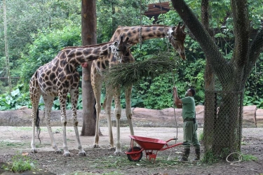 Harga Tiket Taman Safari Bogor 2025, Wajib Catat Sebelum Berkunjung