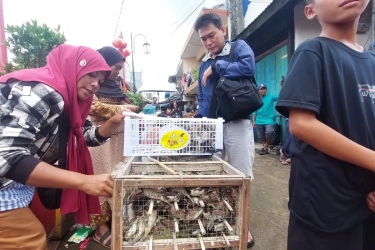 Pedagang Burung Pipit di Tangerang Raup Cuan Jutaan Rupiah selama Imlek, Pelanggannya dari Jerman, Korea, dan Singapura