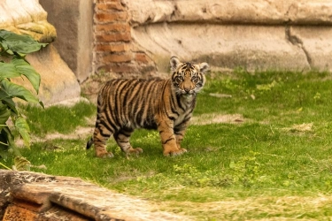 Bakso, Bayi Harimau Sumatera Mulai Tampil di Disney Animal Kingdom