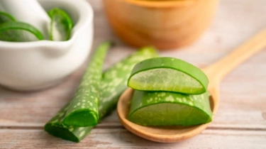 Sering Jadi Andalan dalam Perawatan Kulit, Ini Manfaat Aloe Vera yang Perlu Diketahui