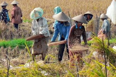 Masih Ada 10 Provinsi yang Harga Gabahnya di Bawah HPP