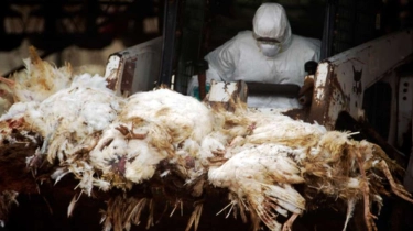 Wabah Flu Burung di AS, Jutaan Ayam Dimusnahkan, Harga Telur Melonjak Tajam