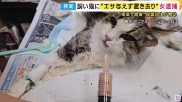 Kucing di Jepang Ditelantarkan Selama 1 Bulan, Bertahan Hidup dengan Air Toilet dan Makanan Sisa