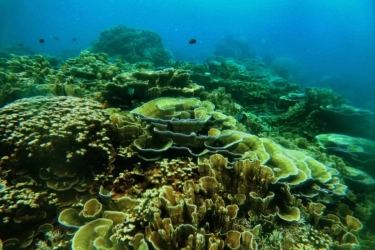 Tambah Dua Kawasan Konservasi Laut untuk Ekonomi Biru, di Bintan dan Bitung