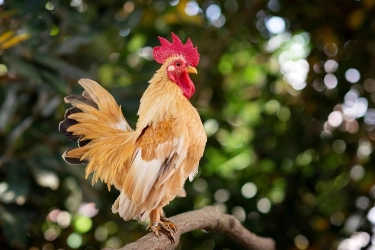 Harga Telur di AS Melambung Tinggi, Warga Beralih Ternak Ayam Sendiri