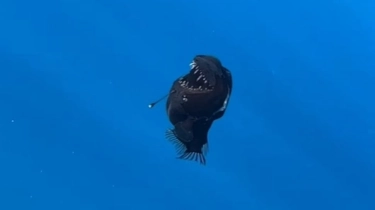 Hidup di Kegelapan Laut Dalam, Ikan Anglerfish Mendadak Muncul ke Permukaan