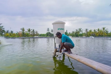 eFishery Berhenti Beroperasi, Ribuan Petani Ikan Terancam Gagal Panen