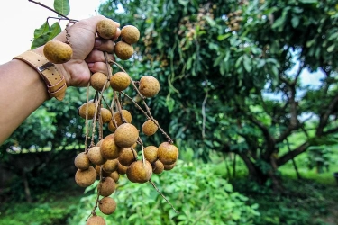 Apa Manfaat Kelengkeng untuk Kesehatan? Simak Rahasia Buah 