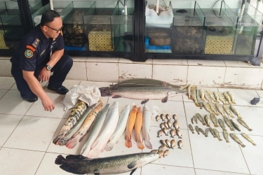 KKP Musnahkan Puluhan Ikan Predator Milik Toko Ikan Hias di Jakarta