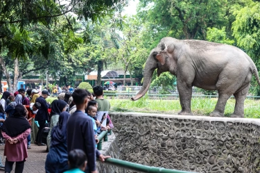 Cek Tafsir Lengkapnya di Sini 7 Arti Mimpi Melihat Gajah, Salah Satunya Simbol Kasih Sayang