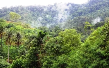 Pemerintah Disarankan Lakukan Penertiban Kawasan Hutan Tidak secara Membabi Buta