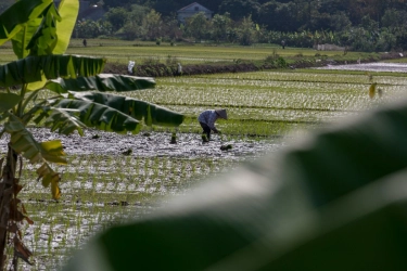 MAKN Bakal Bentuk Bidang Hilirisasi Tanah Adat untuk Bantu Ketahanan Pangan