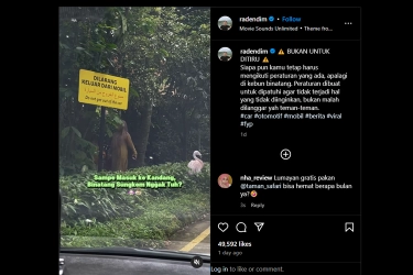 Viral Video Pengunjung Taman Safari Turun dari Mobil di Area Satwa