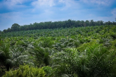 Prabowo Bentuk Satgas Penertiban Kawasan Hutan untuk Lahan Sawit, Dipimpin Sjafrie Sjamsoeddin