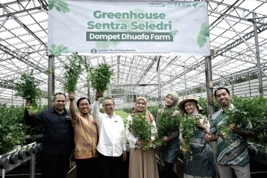 Gelar Panen Perdana, Greenhouse Sentra Seledri Binaan Dompet Dhuafa Raih Penghasilan Rp 120 Juta