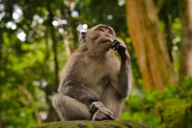 Ketika Satu Monyet Bikin Satu Negara Mati Listrik...