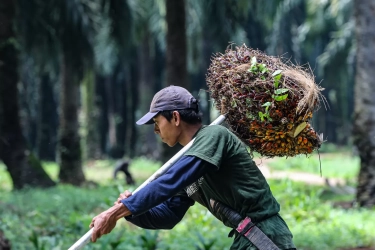 Ribuan Buruh Sawit Lagi Ketar-Ketir dengan Rumor PHK, Masalahnya Apa?