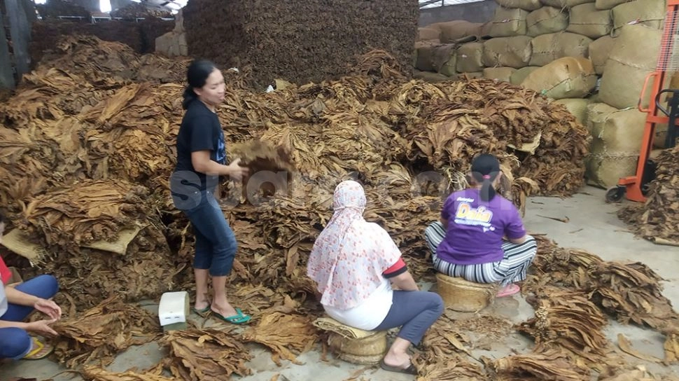 Aturan Pemerintah Ini Bikin Pekerja di Industri Tembakau Terancam PHK