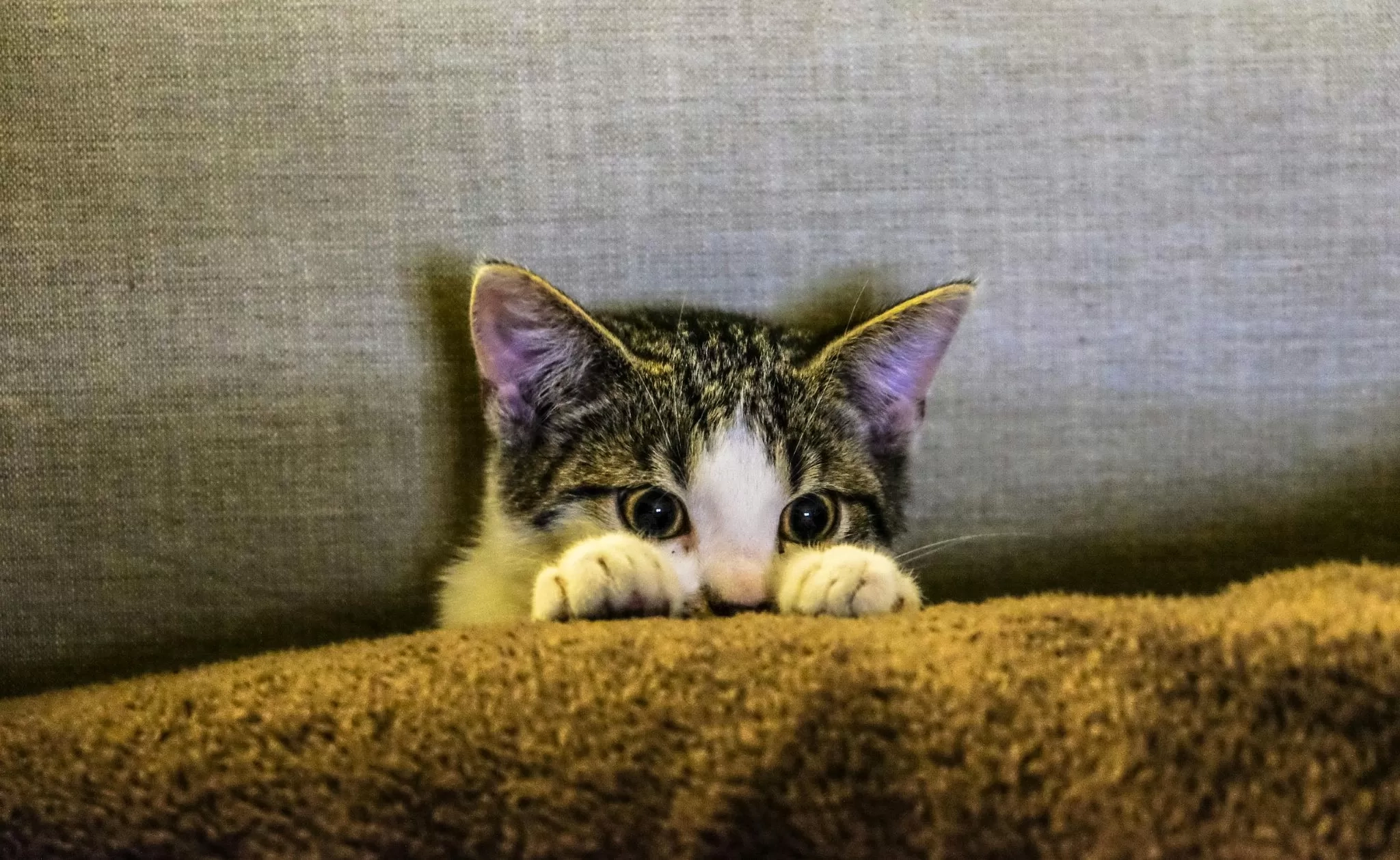 Jangan Asal Kasih ke Anabul, Ini 7 Makanan dan Minuman yang Bisa Membahayakan Kucing Kesayangannmu