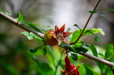Mahkota dewa: Tanaman Herbal Asli Indonesia untuk Obati Diabetes hingga Kanker