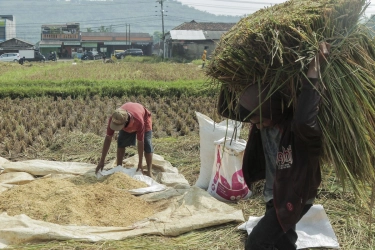 Ironi Kesenjangan Beras: Tengkulak Cuan Rp 42 T, Petani Hanya Rp 1 Juta