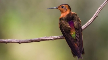 Perubahan Iklim Ancam Spesies Burung: Tak Semua Bisa Terbang Migrasi Selamatkan Diri