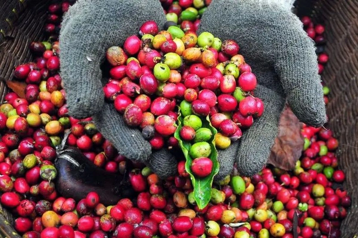 Fluktuasi Harga Kopi dan Insentif bagi Petani Indonesia