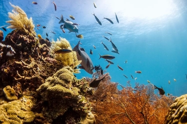 Soal Tambang Nikel, Gubernur: Kami Berharap Destinasi Raja Ampat Bisa Jadi Atensi Pusat