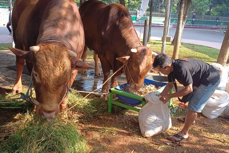 Penampakan Sapi Limosin Kurban Prabowo dan Gibran di Masjid Istiqlal