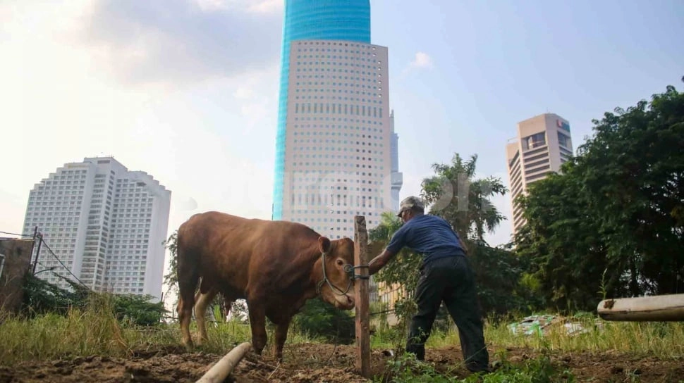 Inovasi Jelang Iduladha: Pedagang Jakarta Ini Ubah Limbah Kotoran Jadi Berkah Lingkungan