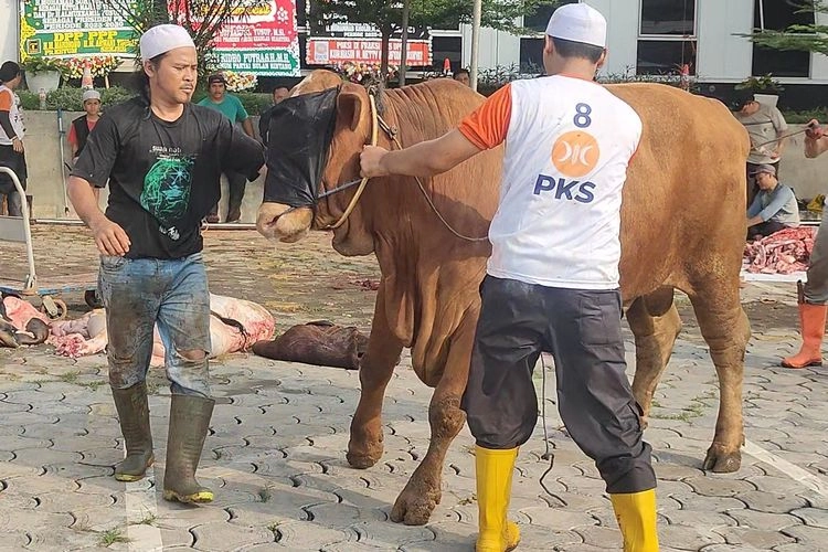 PKS Libatkan ''Juleha'' untuk Sembelih Ribuan Hewan Kurban