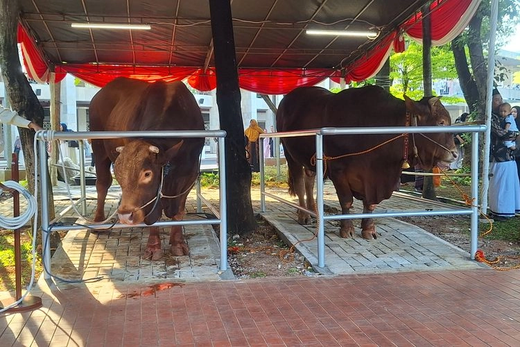 Sapi Kurban Presiden Prabowo Tidak Disalurkan Lewat BGN