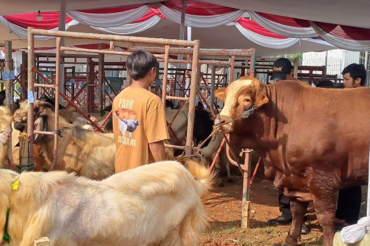 Kementan Sebut RI Surplus 1,14 Juta Ekor Hewan Kurban Saat Idul Adha 2025