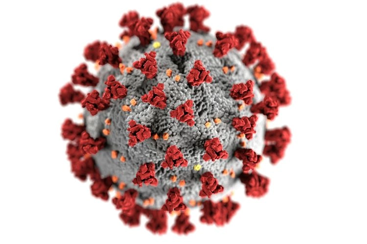 Virus HKU5 Mirip Corona Ditemukan di China, Ilmuwan Peringatkan Risiko Pandemi