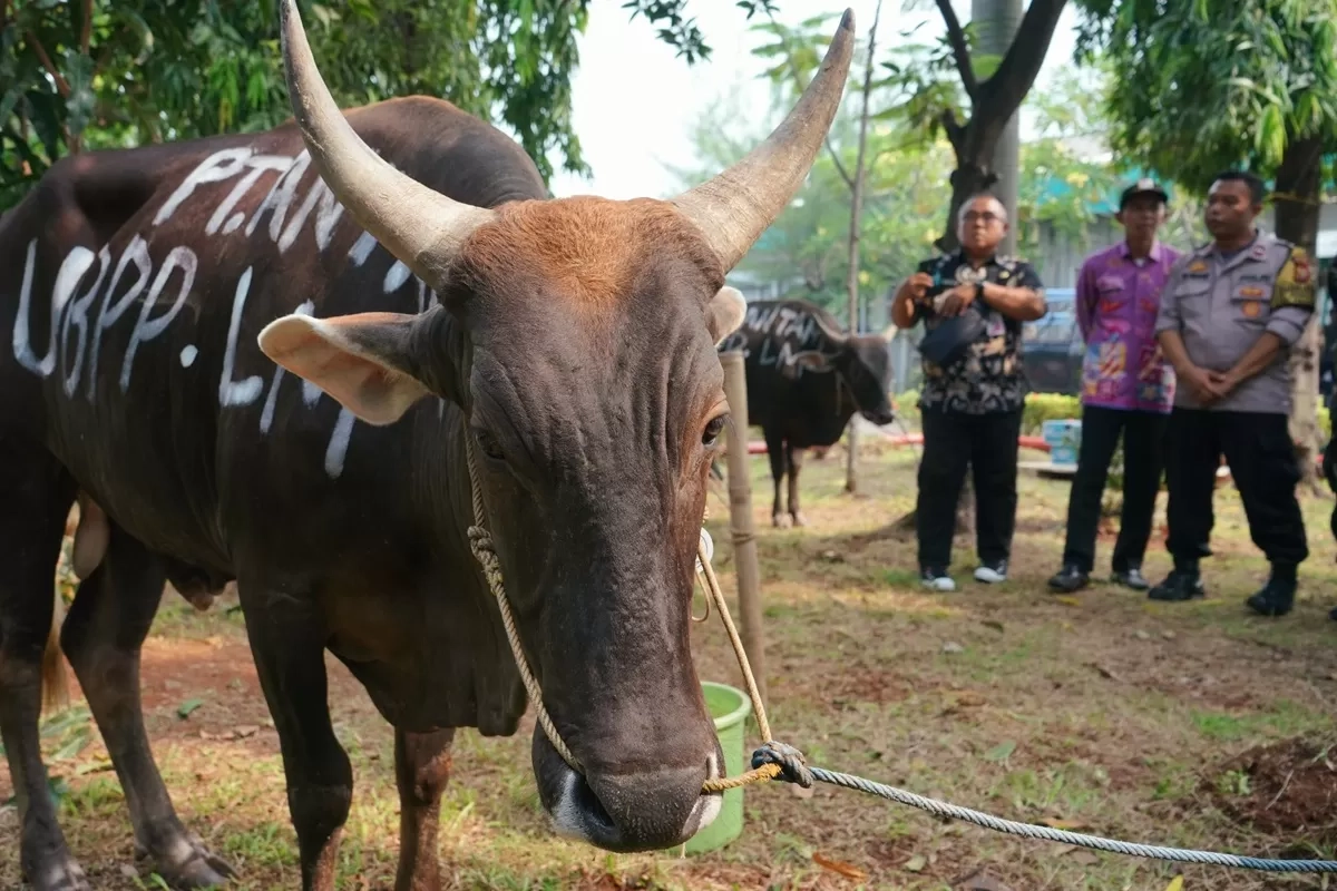Idul Adha 1446 H, Grup MIND ID Dukung Peningkatan Gizi Nasional Melalui Penyaluran 732 Ekor Hewan Kurban