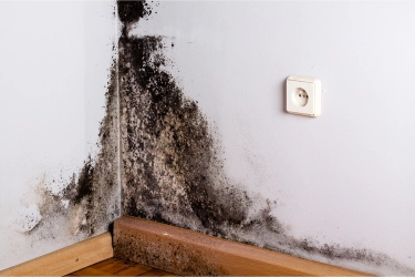 Ada Black Mold di Ruangan, Seberapa Berbahaya untuk Kesehatan?