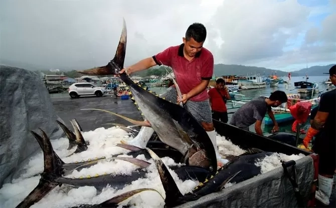 Nelayan Papua Tembus Pasar Nasional, Kirim 16 Ton Ikan Beku Senilai Rp 400 Juta ke Semarang, Sudah Kontainer ke-10