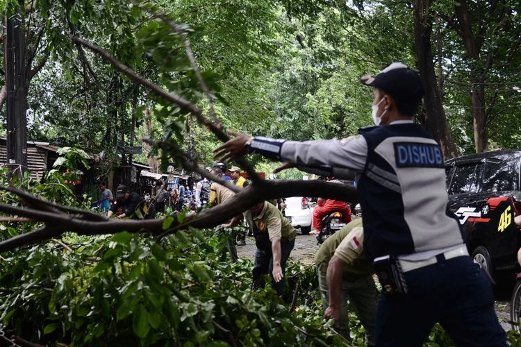 Pohon Tumbang di Koja Akibat Angin Kencang, Tidak Ada Korban Jiwa