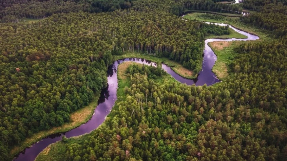 Riset: Sepertiga Hutan di Dunia Hilang Sejak 2001, Masih Bisakah Dipulihkan?