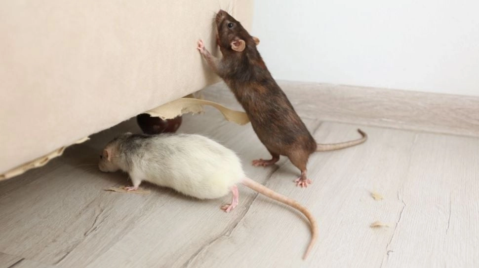 6 Tips Desain Rumah Anti Tikus: Solusi Cerdas untuk Hunian yang Sehat dan Nyaman