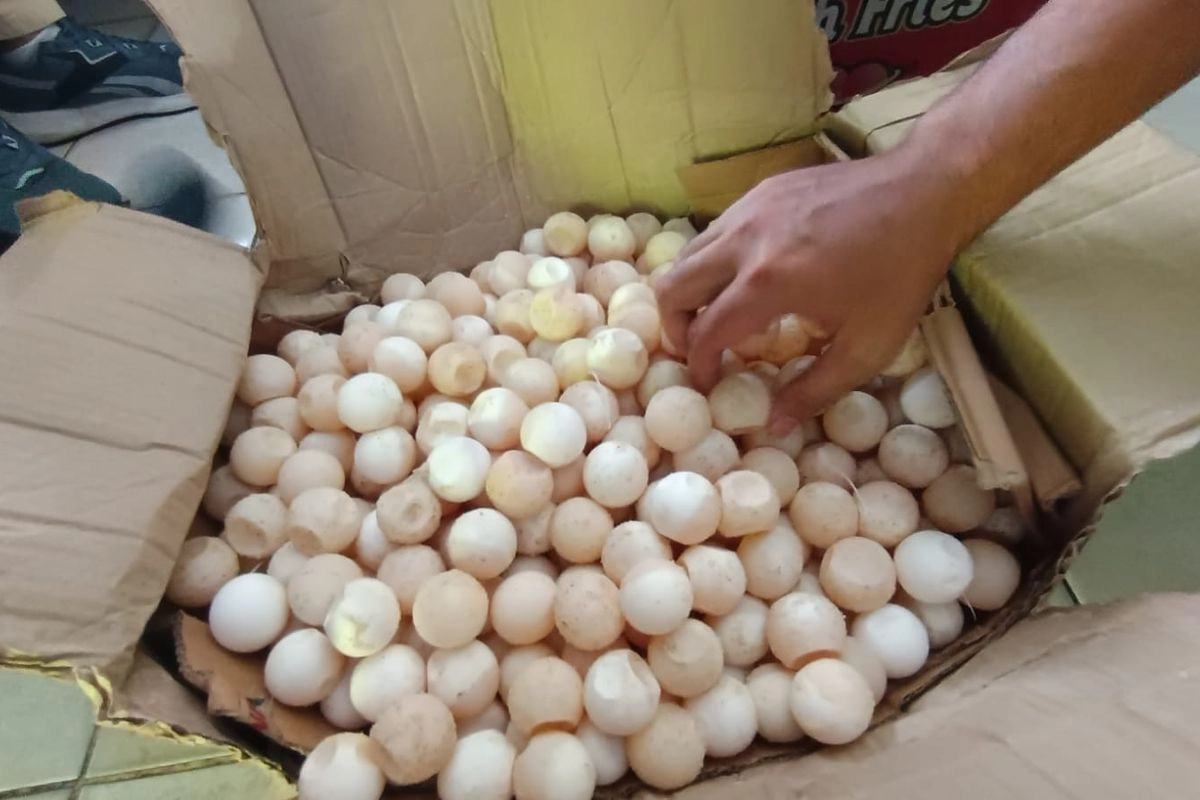 KKP Gagalkan Penyeludupan 1.950 Telur Penyu ke Malaysia