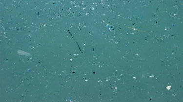 Peneliti Sebut Okra Bisa Jadi Senjata Baru Lawan Mikroplastik, Bagaaimana Caranya?