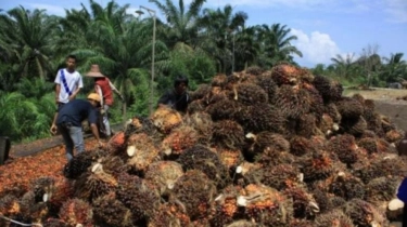 Strategi Emiten AALI Perkuat Transparansi Keberlanjutan untuk Dongkrak Kinerja